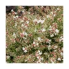 Abelia Grandiflora Confetti pot 3 L