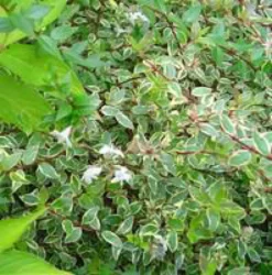 Abelia Grandiflora Kaléidoscope – 3L