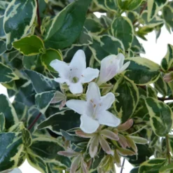Abelia Grandiflora 125/150. Le pot de 30 litres
