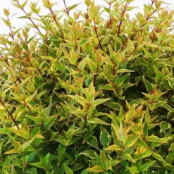Abelia Magic Daydream. Le pot de 10 litres