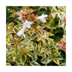 Abélia (ABELIA GRANDIFLORA KALEIDOSCOPE) - Le pot de 3 litres