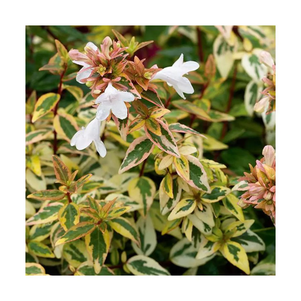 Abélia (ABELIA GRANDIFLORA KALEIDOSCOPE) - Le pot de 3 litres