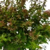 Abélia Grandiflora Kaleidoscope. Le pot de 5 litres