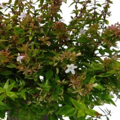 Abélia Grandiflora Kaleidoscope. Le pot de 5 litres