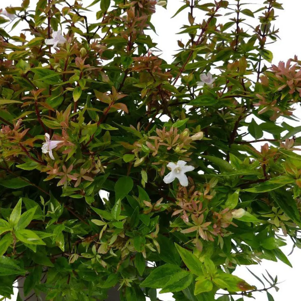 Abélia Grandiflora Kaleidoscope. Le pot de 5 litres