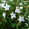 Abélia Grandiflora touffe. Le pot de 15 litres