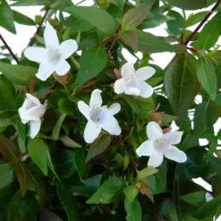 Abélia Grandiflora touffe. Le pot de 15 litres
