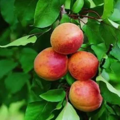 Abricotier Bergeron. Le pot de 7,5 litres