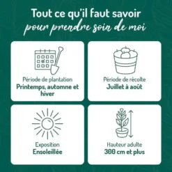 Abricotier Polonais. Le pot de 15 litres, forme 1/2 tige