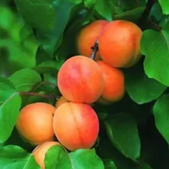Abricotier Rouge Du Roussillon. Le pot de 12 litres forme 1/2 tige