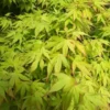 Acer Palmatum Katsura (érable du Japon) en pot de 3 L orange