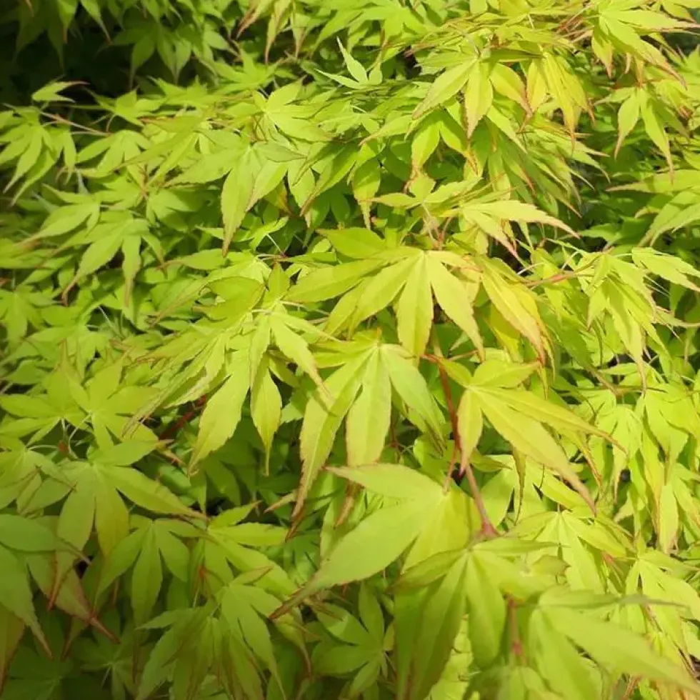 Acer Palmatum Katsura (érable du Japon) en pot de 3 L orange