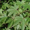 Acer Palmatum Varie (érable du Japon) en pot déco de 5 L vert