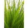 Acorus gramineus ohgon 3 L