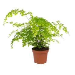 Adiantum Fragrans pot Ø13 cm/ H35 cm