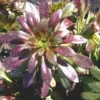 Aeonium Arboreum 'Velour' - Le pot de 5 litres