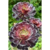 Aeonium. Le pot de 3 litres