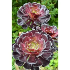 Aeonium. Le pot de 3 litres