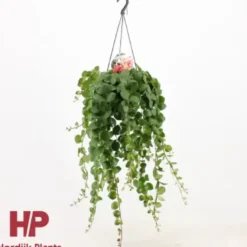 Aeschynanthus pink polka. La suspension de Ø 15 cm x H 40 cm