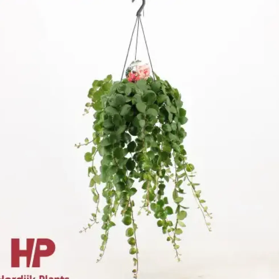 Aeschynanthus pink polka. La suspension de Ø 15 cm x H 40 cm