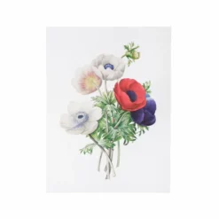 Affiche anémone simple - 30 x 40 cm