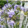 Agapanthe Little Amethyst. Le pot de 3 litres