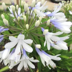 Agapanthe 'Silver Baby'. Le pot de 2 litres