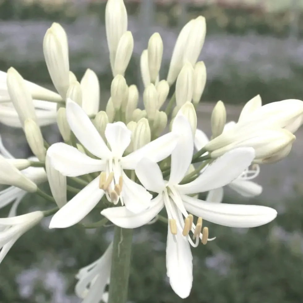 Agapanthus X Kilmurry White (Blanc). Le pot de 1 litre