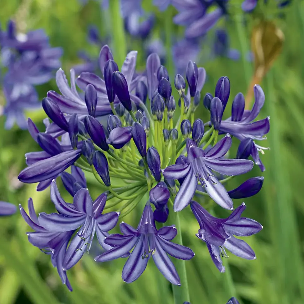 Agapanthus X Lapis Lazuli (Bleu). Le pot de 1 litre