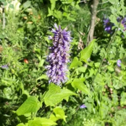 Agastache. Le pot de 3 litres