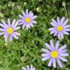 Agathea. Le pot de 19 cm