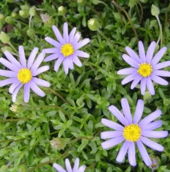 Agathea. Le pot de 19 cm
