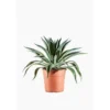 Agave Desmettiana Variegata en pot de 9 L jaune