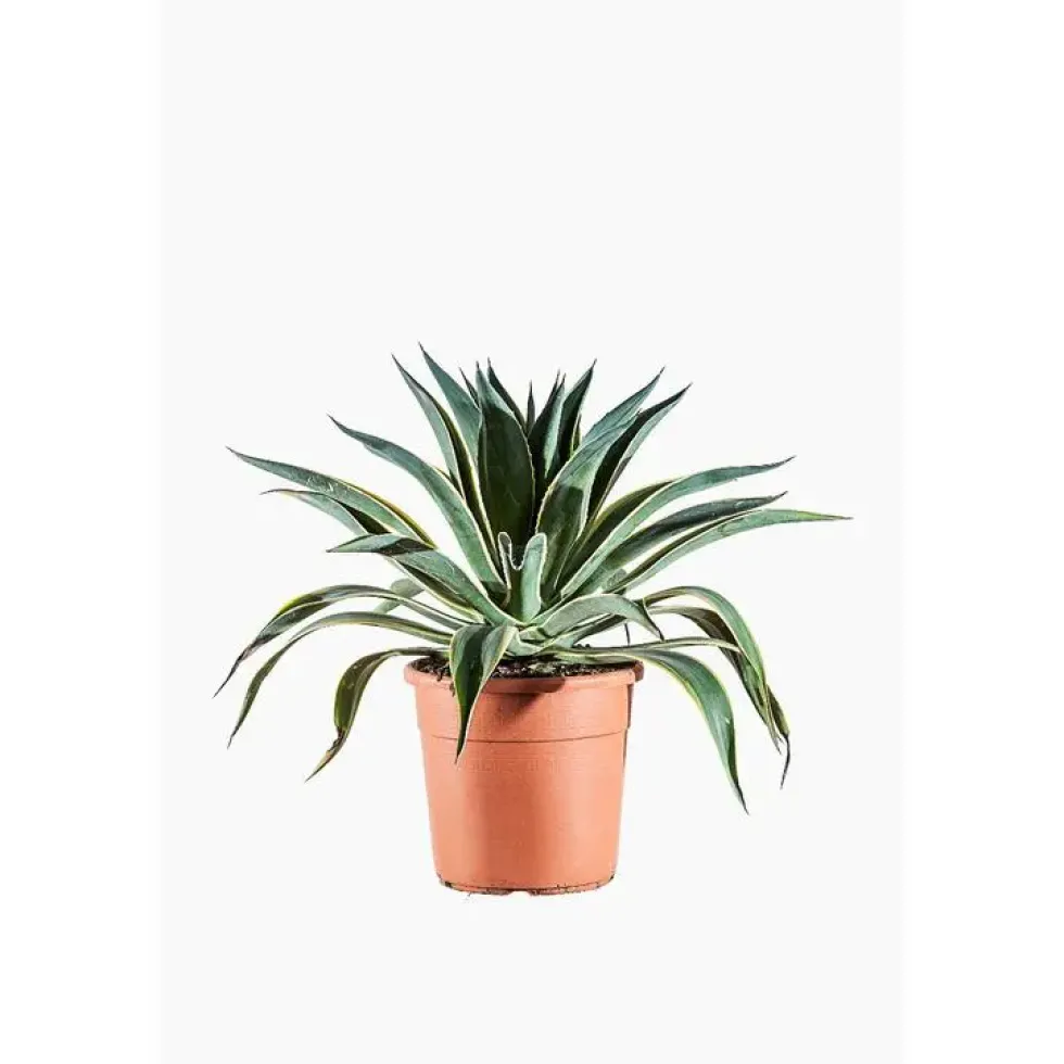 Agave Desmettiana Variegata en pot de 9 L jaune