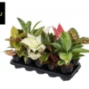 Aglaonema mix. Le pot Ø 12 cm