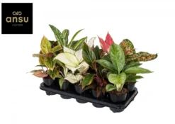 Aglaonema mix. Le pot Ø 12 cm
