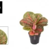 Aglaonema red balloon. Le pot de Ø 19 x H 50 cm