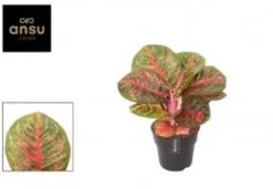 Aglaonema red balloon. Le pot de Ø 19 x H 50 cm