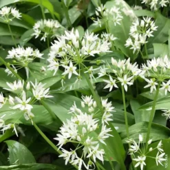 Ail Des Ours Bio. Le pot de 1 litre