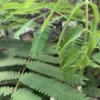 Albizia Julibrissin Ombrella Boubri rose. Le pot de 30 litres, forme tige