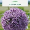 Allium gladiator botanic® - 1 bulbe