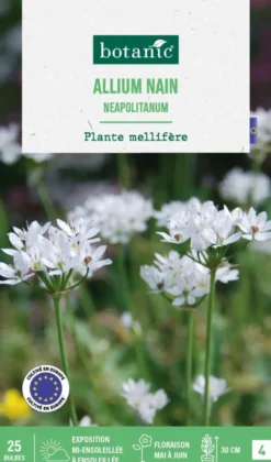 Allium neapolitanum botanic® - 25 bulbes