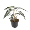 Alocasia Bambino Arrow vert. Le pot Ø 14 cm