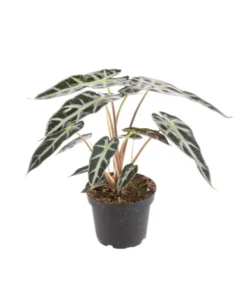 Alocasia Bambino Arrow vert. Le pot Ø 14 cm