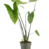 Alocasia Black Zebrina (Oreilles d’éléphant) vert. Le pot Ø 17 cm
