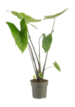 Alocasia Black Zebrina (Oreilles d’éléphant) vert. Le pot Ø 17 cm