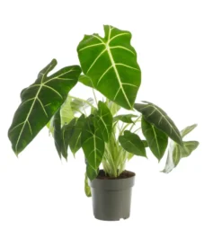 Alocasia Frydeck (Oreilles d'éléphant) vert. Le pot Ø 19 cm
