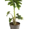Alocasia Jacklyn (Oreilles d’éléphant) vert. Le pot Ø 17 cm