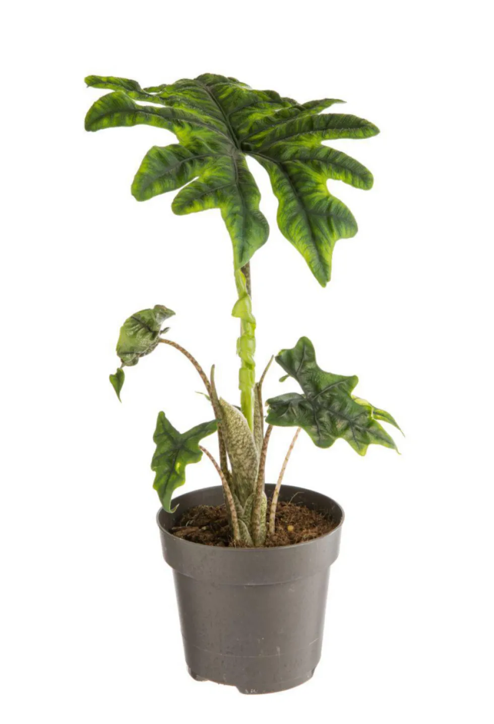 Alocasia Jacklyn (Oreilles d’éléphant) vert. Le pot Ø 17 cm