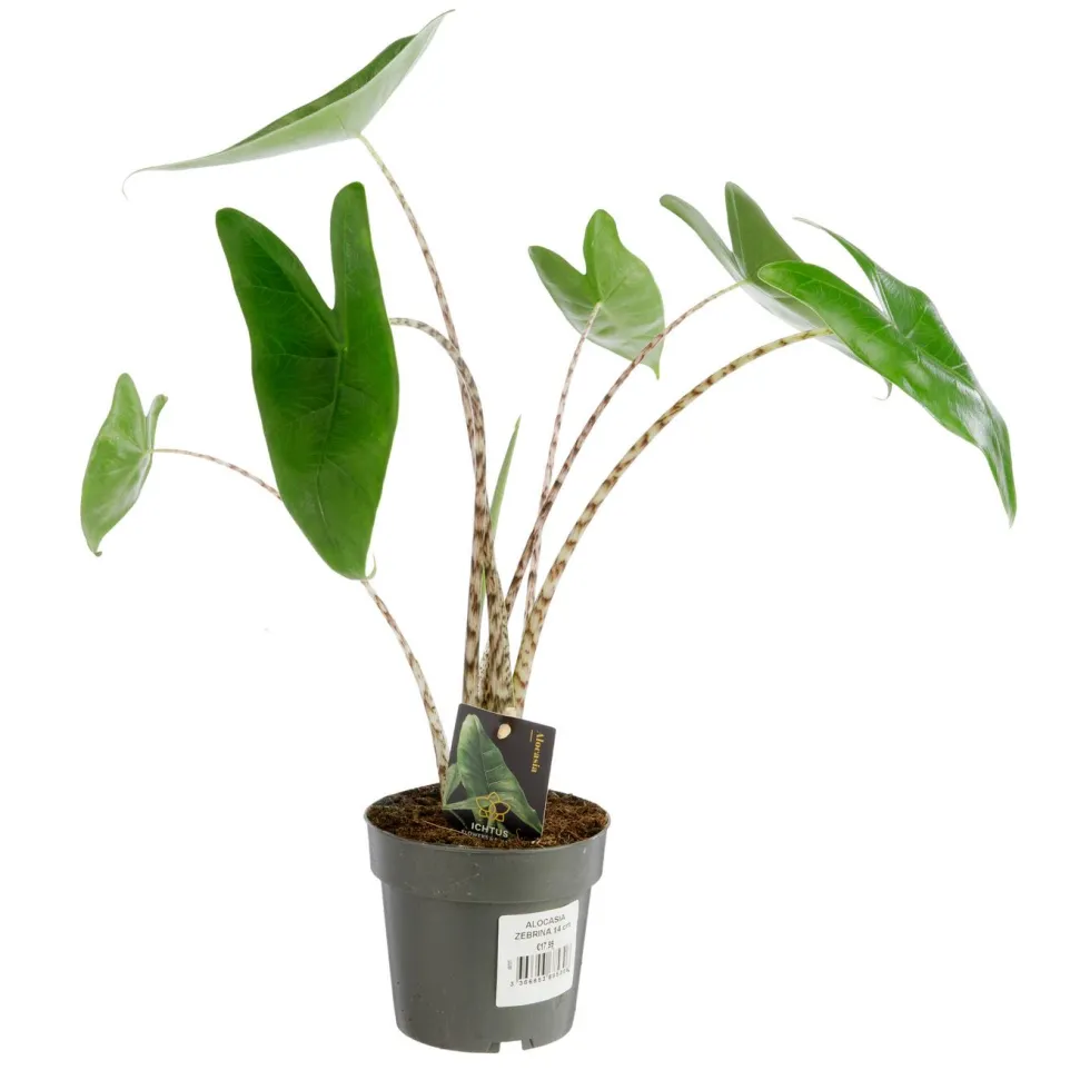 Alocasia zebrina - Ø 14 x H 50 cm